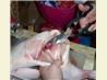 How to Cut up a Chicken