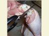 How to Cut up a Chicken