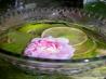 Rose Water Soda