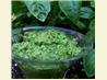 Arugula Basil Pesto