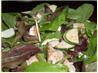 Light and Tangy Chicken and Feta Salad. Recipe by Angela Dawn