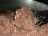 Jalapeno Refried Black Beans. Recipe by Annacia