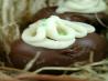 Chocolate Easter Eggs