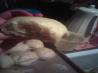 Norma's Quick Rolls