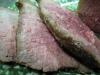 Shirley's Perfect Rare Roast Beef