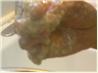 Korean Fried Chicken