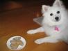 Peanut Butter Dog Treats