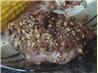 Pecan Crusted Pork Chops. Recipe by Mommy2FourSuperKidz