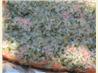 Dill  Pesto Sauce. Recipe by seashell