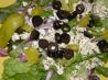 "chic to Be Greek" Salad , from Salad Creations. Recipe by Dommynchristian