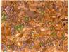 Beef Noodle Paprikash