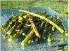 Sugar Grilled Asparagus