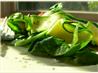 Zucchini-Tomato Salad. Recipe by 1hotpotato