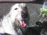 Dog Ear Cleaner