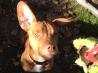 Dog Ear Cleaner. Recipe by Jena from Santa Clara