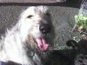 Dog Ear Cleaner