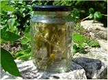 Homemade Candied Angelica - for Cakes, Bakes and Desserts