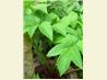 Homemade Candied Angelica - for Cakes, Bakes and Desserts