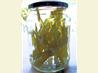 Homemade Candied Angelica - for Cakes, Bakes and Desserts
