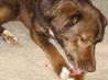 Sweet Potato Chews for Dogs