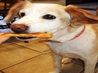 Sweet Potato Chews for Dogs