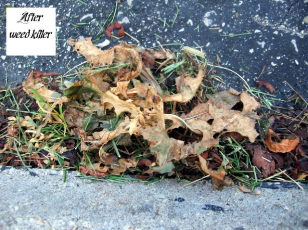 Easy Weed Killer. Photo by Dreamer in Ontario
