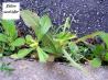 Easy Weed Killer