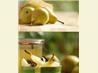 Pears in Spiced White Wine