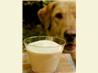 Tinker's Cuddy / Homemade Frosty Paws
