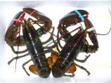 Baked Stuffed Lobster New England Style. Photo by - Carla -