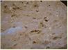 Duonyte's No-Knead Sourdough Bread
