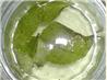 Mint Vinegar. Recipe by Nyteglori