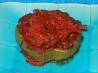 Italian Stuffed Bell Peppers