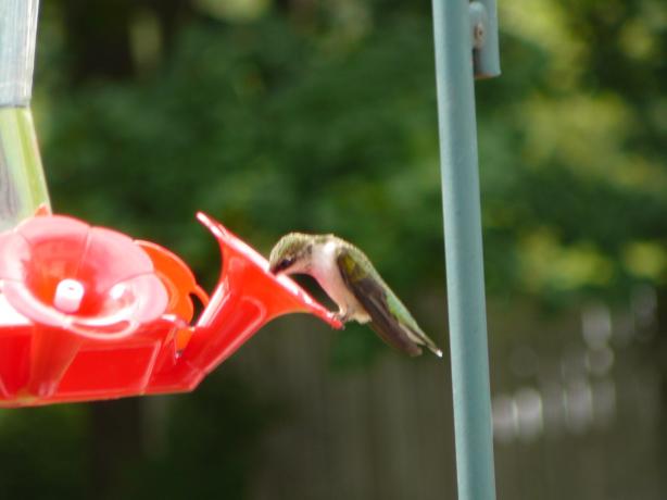 Hummingbird Food. Photo by johnbuell