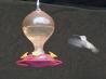 Hummingbird Food