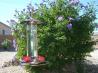 Hummingbird Food
