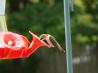 Hummingbird Food. Recipe by Chef Joey Z.