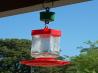 Hummingbird Food
