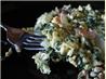Loaded Scrambled Eggs for a Crowd