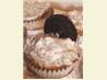 Oreo Cookies and Cream Cupcakes. Recipe by Hydra