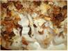 Halibut Onion Crunch