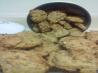 Vegan Peanut Butter Chocolate Chip Oatmeal Cookies