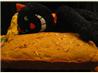 Pumpkin-Pine Nut Bread