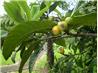 Loquat Chutney