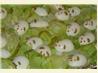 Cindy's Deviled Mice