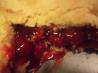 Cherry Peach Cobbler