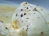 Ice Cream With Black Pepper and Single Malt Scotch. Recipe by Chef Regina V. Smith