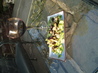 Best Scungilli Salad
