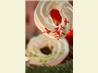 Basic Meringues With Variations or a Large Pavlova