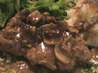 Country-Fried Steak With Mushroom Gravy. Recipe by bmcnichol